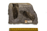 F 02502
<br/>
<br/>
<em></em>